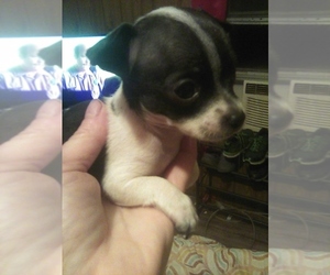Chihuahua Puppy for sale in SHALLOTTE, NC, USA
