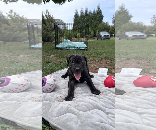 Medium Photo #1 American Staffordshire Terrier-Unknown Mix Puppy For Sale in Holly Springs, NC, USA