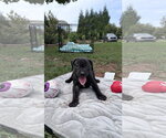 Small American Staffordshire Terrier Mix
