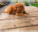Small #4 Golden Retriever