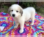 Small #2 Great Pyrenees