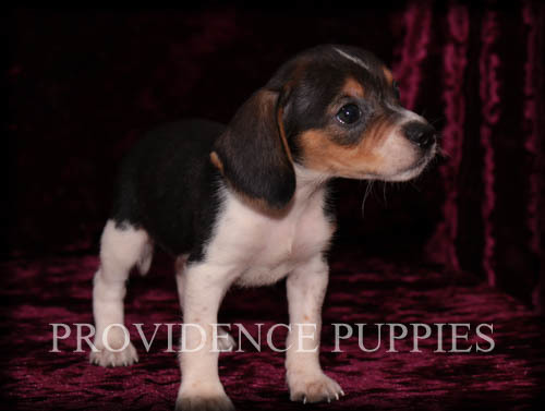 Medium Photo #11 Beagle Puppy For Sale in COPPOCK, IA, USA