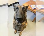 Small #9 German Shepherd Dog Mix