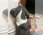 Small #1 Great Dane