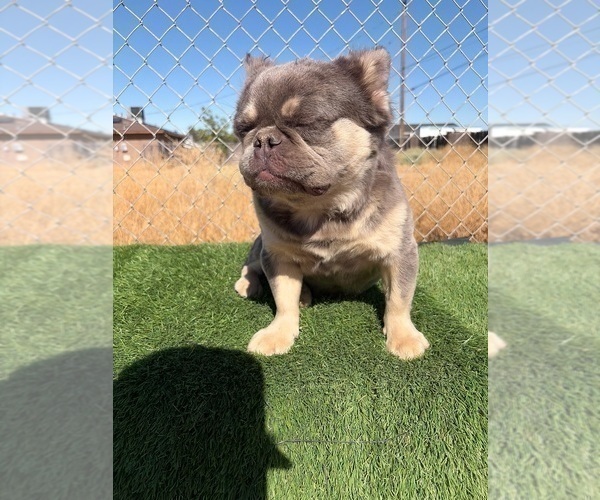 Medium Photo #21 French Bulldog Puppy For Sale in BOSTON, MA, USA