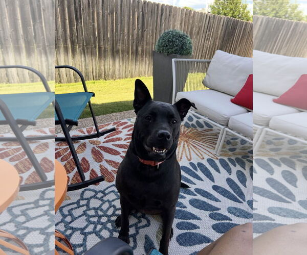 Medium Photo #2 Mutt Puppy For Sale in Euless, TX, USA