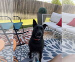 Small #1 Mutt