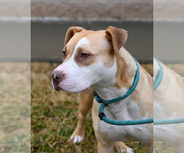 Medium Photo #10 Mutt Puppy For Sale in Glen Allen, VA, USA