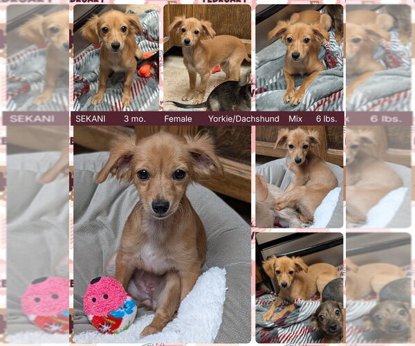 Medium Photo #1 Dachshund-Unknown Mix Puppy For Sale in Mesa, AZ, USA