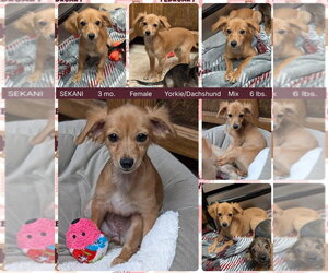 Dachshund-Unknown Mix Dogs for adoption in Mesa, AZ, USA