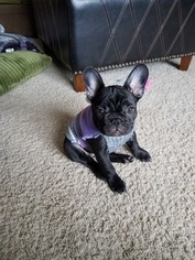 French Bulldog Puppy for sale in DULUTH, MN, USA