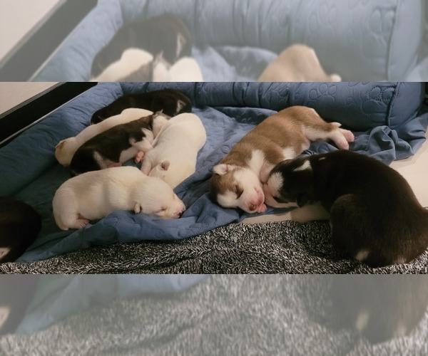 Medium Photo #1 Siberian Husky Puppy For Sale in BAY SHORE, NY, USA