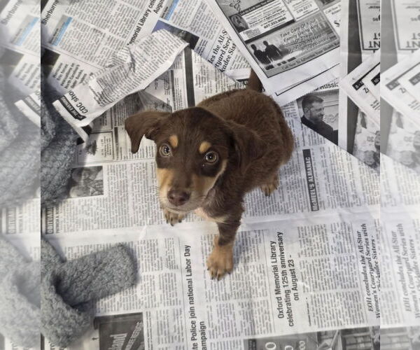 Medium Photo #1 Dachshund-Unknown Mix Puppy For Sale in SHERBURNE, NY, USA
