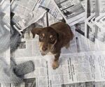 Small Dachshund Mix