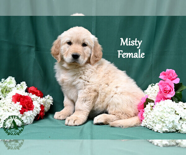 Medium Photo #1 English Cream Golden Retriever Puppy For Sale in HARRISONBURG, VA, USA