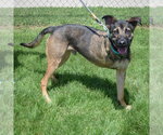 Small #2 German Shepherd Dog Mix