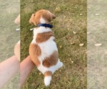 Small #1 Jack Russell Terrier