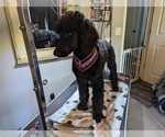 Small Photo #40 Poodle (Standard) Puppy For Sale in SAND SPRINGS, OK, USA