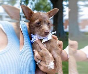 Chihuahua-Unknown Mix Dogs for adoption in Oakhurst, NJ, USA