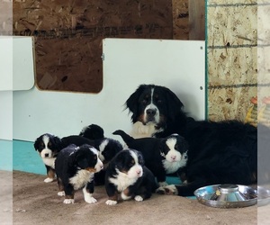 Bernese Mountain Dog Litter for sale in SUPERIOR, WI, USA