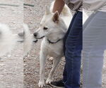 Small #4 Siberian Husky Mix