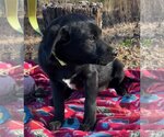 Small Photo #4 Labrador Retriever-Unknown Mix Puppy For Sale in Glenwood, GA, USA