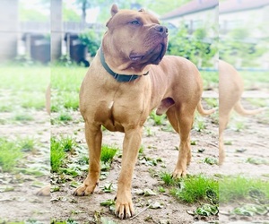 Father of the American Bully puppies born on 04/27/2023