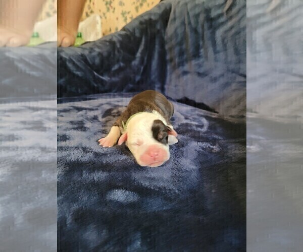 Medium Photo #3 Olde English Bulldogge Puppy For Sale in HAMLER, OH, USA