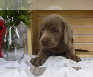 Labrador Retriever Puppy for sale in MILLERSBURG, OH, USA