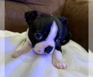 Boston Terrier Puppy for sale in WASHBURN, MO, USA
