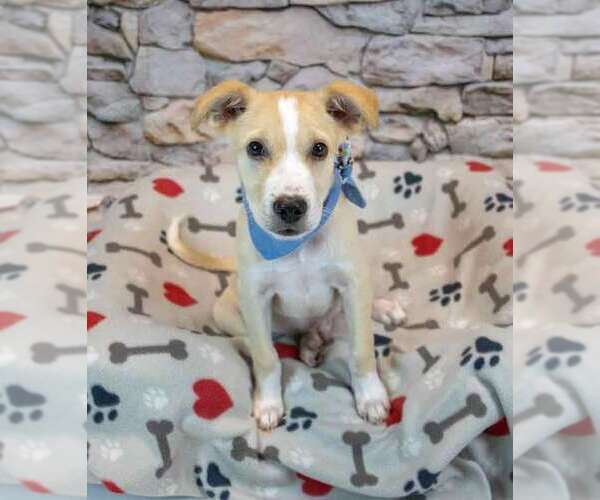 Medium Photo #2 Retriever -Unknown Mix Puppy For Sale in Kennesaw, GA, USA