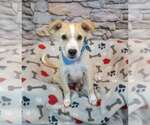 Small #1 Retriever  Mix