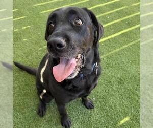 Runa - Female Labrador Retriever Dog for Adoption - Photo #6