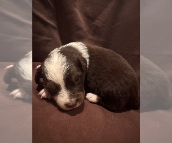 Medium Photo #1 Australian Shepherd Puppy For Sale in PHOENIX, AZ, USA