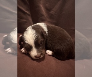 Australian Shepherd Puppy for sale in PHOENIX, AZ, USA