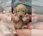 Small Photo #6 Goldendoodle Puppy For Sale in PERRYSVILLE, OH, USA