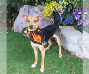 German Shepherd Dog-Unknown Mix Dogs for adoption in Oklahoma City, OK, USA