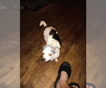 Small Photo #2 Chihuahua-Unknown Mix Puppy For Sale in Sanford, FL, USA