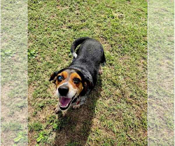 Medium Photo #2 Beagle Puppy For Sale in Spring Lake, NC, USA