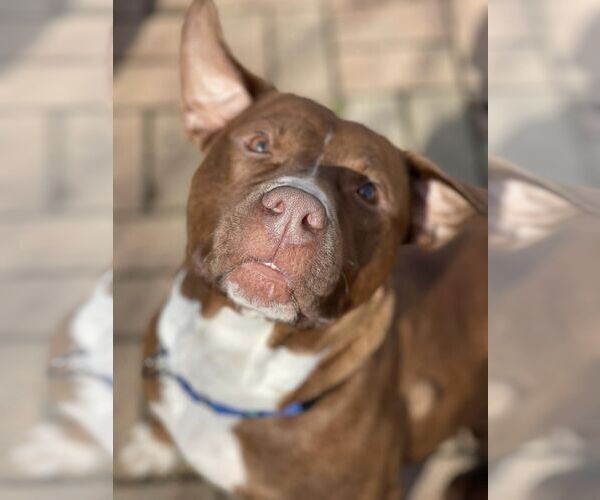 Medium Photo #23 Mutt Puppy For Sale in Mount Laurel, NJ, USA