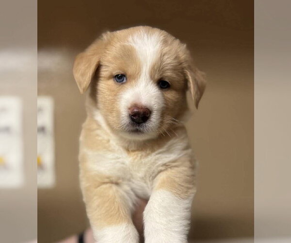 Medium Photo #1 Siberian Husky-Unknown Mix Puppy For Sale in Matawan, NJ, USA