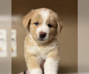 Siberian Husky-Unknown Mix Dogs for adoption in Matawan, NJ, USA