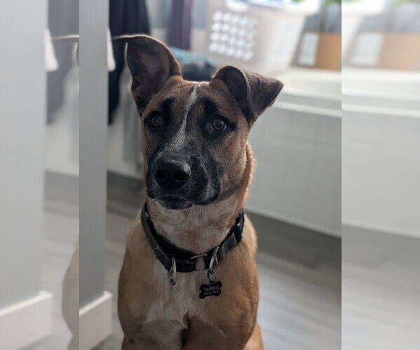 Medium Photo #5 Mutt Puppy For Sale in Fenton, MO, USA