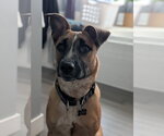Small #4 Mutt