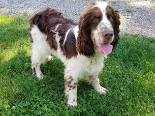 Father of the English Springer Spaniel puppies born on 02/04/2019