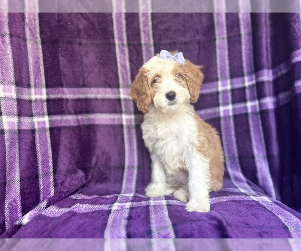 Medium Photo #10 Cavapoo Puppy For Sale in LAKELAND, FL, USA