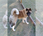 Small Photo #1 Akita Puppy For Sale in CARTHAGE, NC, USA