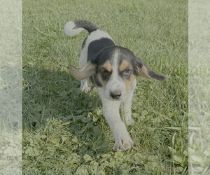 Beagle-Unknown Mix Dogs for adoption in Springdale, PA, USA