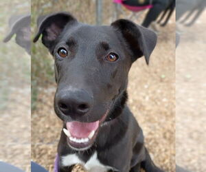 Shyloh - Male Great Pyrenees-Unknown Mix Dog for Adoption - Photo #2