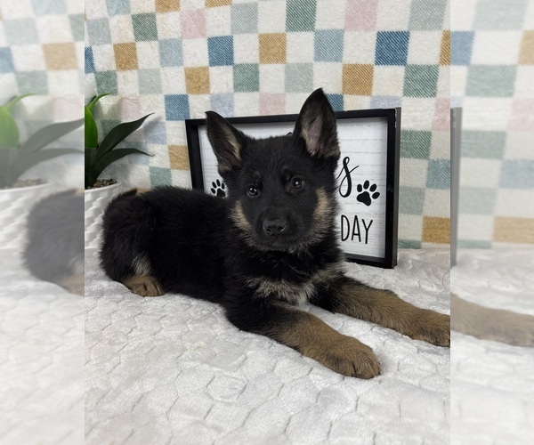 Medium Photo #3 German Shepherd Dog Puppy For Sale in FRANKLIN, IN, USA